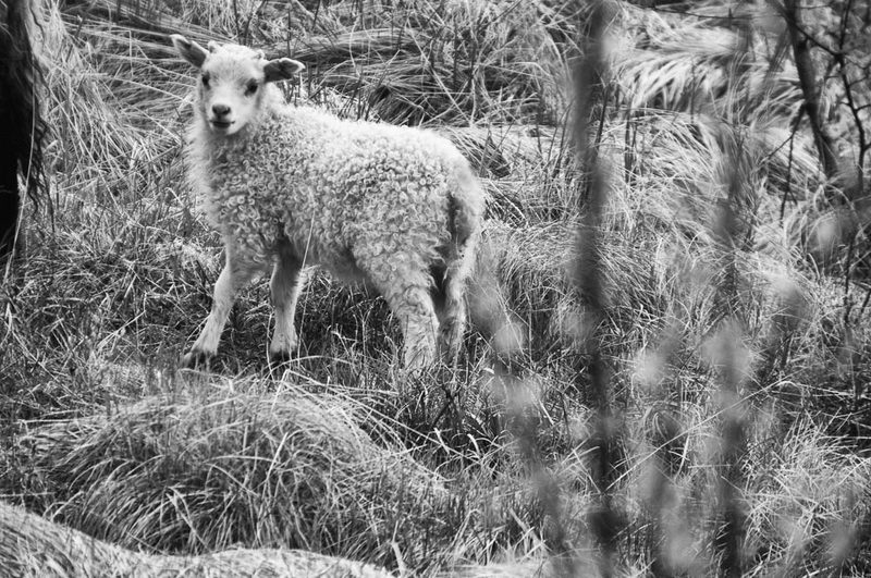 Black and white photograph, frame 20 of 45