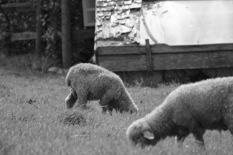 Black and white photograph, frame 15 of 45