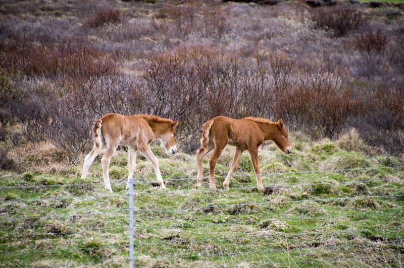 Photograph of Iceland, frame 17 of 76