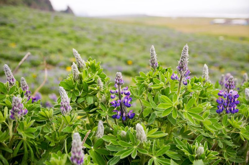 Photograph of Iceland, frame 44 of 76