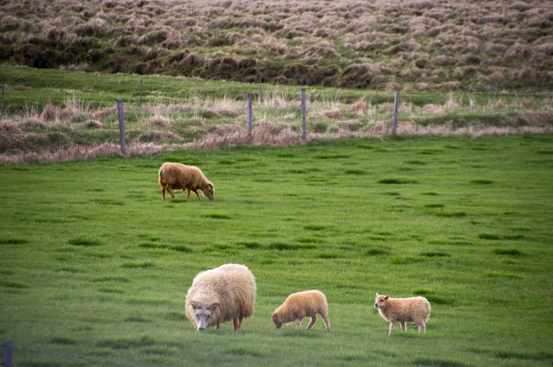 Photograph of Iceland, frame 63 of 76