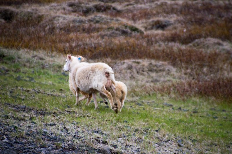 Photograph of Iceland, frame 76 of 76