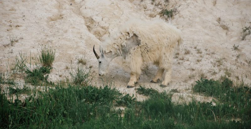 Photograph of Banff National Park, Alberta, frame 3 of 75