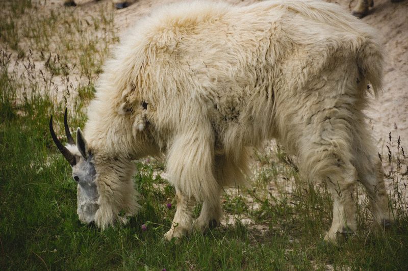 Photograph of Banff National Park, Alberta, frame 6 of 75