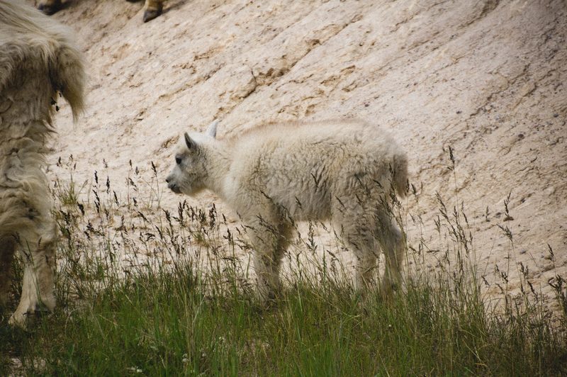 Photograph of Banff National Park, Alberta, frame 7 of 75