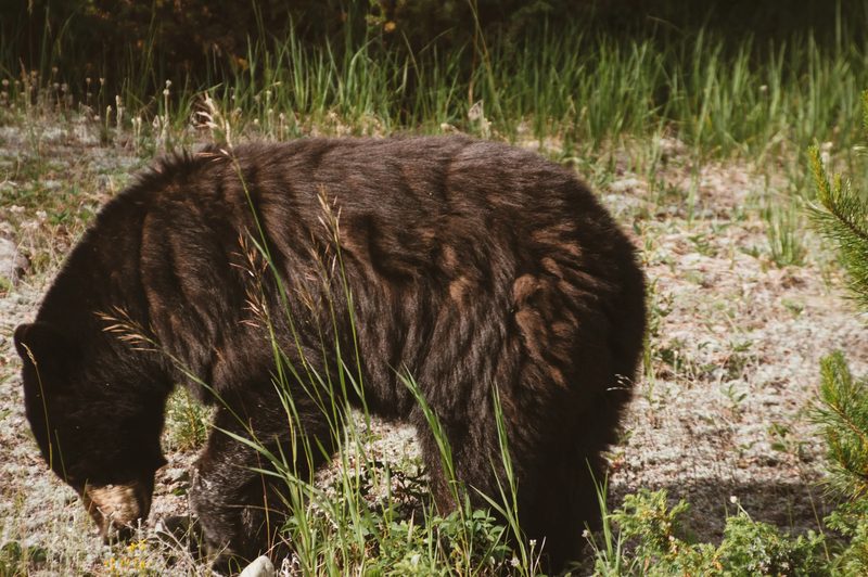 Photograph of Banff National Park, Alberta, frame 15 of 75