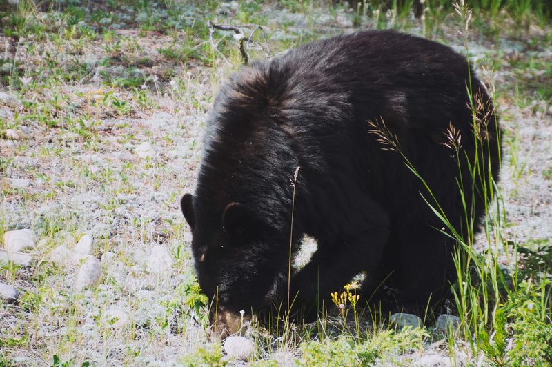 Photograph of Banff National Park, Alberta, frame 17 of 75