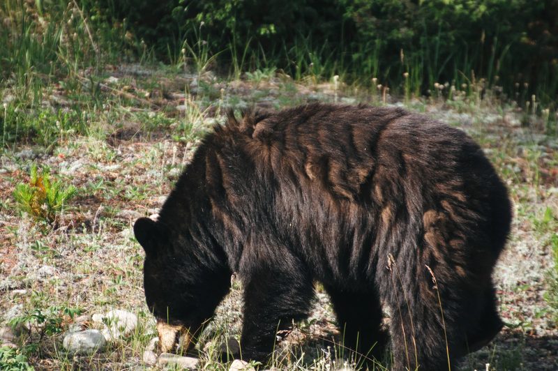 Photograph of Banff National Park, Alberta, frame 18 of 75