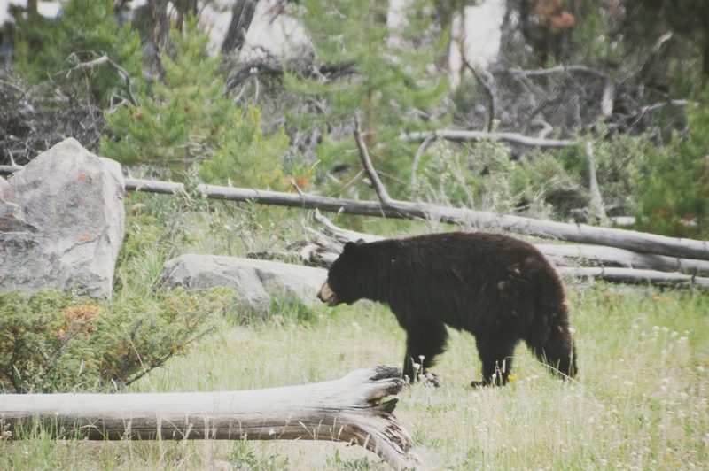 Photograph of Banff National Park, Alberta, frame 22 of 75