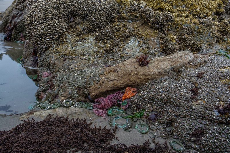 Photograph of the Pacific Northwest, frame 8 of 15