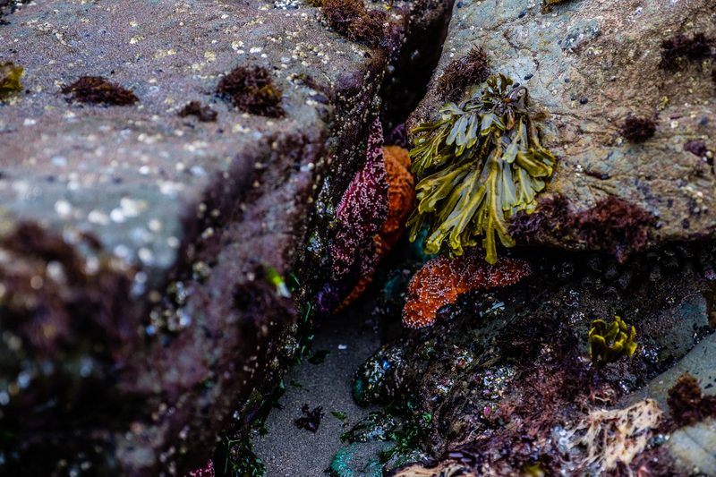 Photograph of the Pacific Northwest, frame 9 of 15