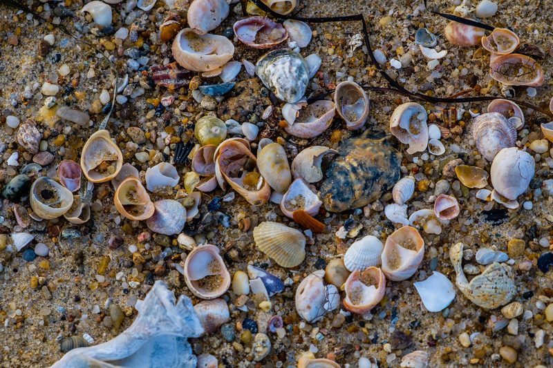 Photograph of Martha's Vineyard, Massachusetts, frame 11 of 27