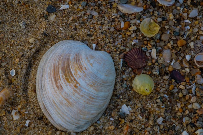 Photograph of Martha's Vineyard, Massachusetts, frame 14 of 27