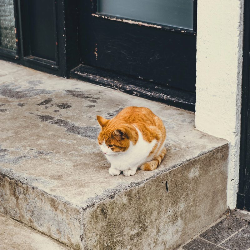 35mm film photograph of Iceland, frame 25 of 26