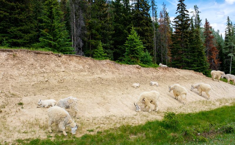 Photograph of Banff National Park, Alberta, frame 33 of 75