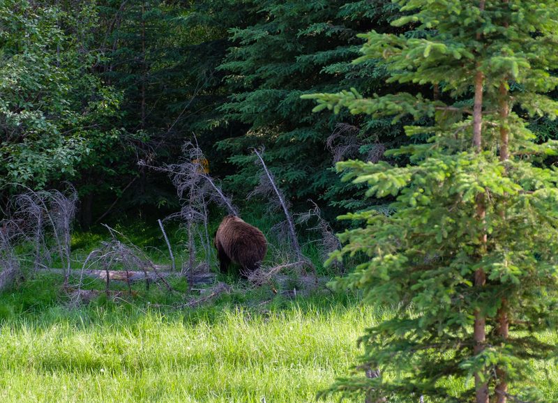 Photograph of Banff National Park, Alberta, frame 35 of 75