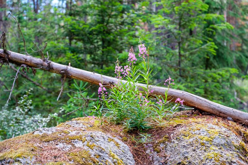 Photograph of Banff National Park, Alberta, frame 43 of 75