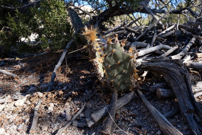 Photograph of New Mexico, frame 48 of 70