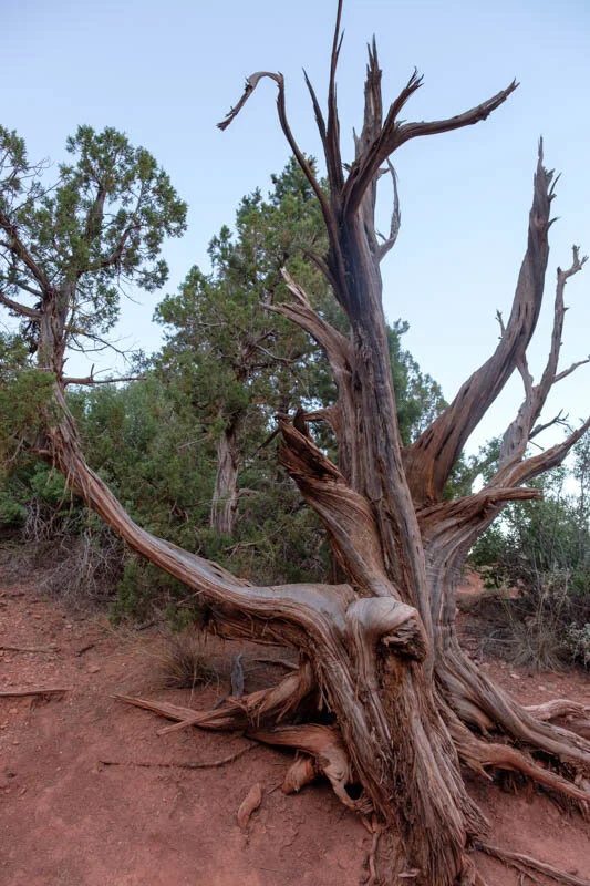 Photograph of Arizona, frame 7 of 80