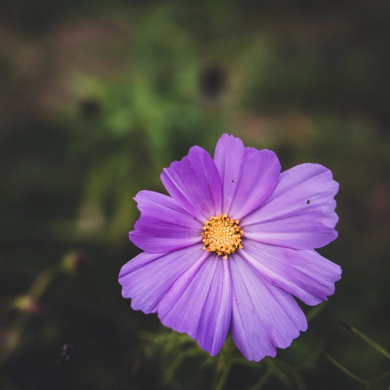 Color photograph, frame 2 of 40
